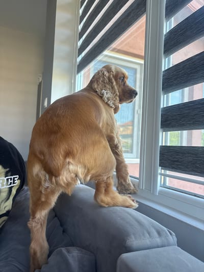 An American Cocker Spaniel, light brown in color, stands on a gray couch, facing a window with zebra blinds. The dog is positioned with its back to the viewer, looking out the window. Through the window, buildings and trees are visible in the distance. The lighting suggests it is daytime, with sunlight entering the room. The image appears to be taken indoors, likely in a residential setting. There is no discernible indication of the specific location in the city of Dibich, Bulgaria.