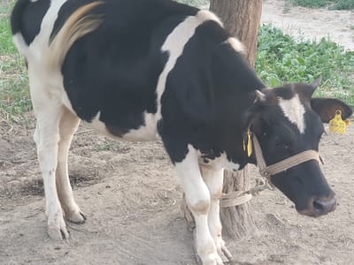 The image shows a black and white cow tied to a tree in an outdoor environment. The cow has a rope halter around its head and a yellow tag on its ear with numbers. The ground is dirt with some sparse dry grass. In the background, there are green plants and more dry ground, suggesting a rural or agricultural setting. There are no people visible in the image. The location is identified as Gulpiyon, Uzbekistan.