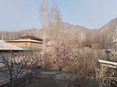 The image displays an outdoor, semi-rural scene in Limbur, Uzbekistan, under a clear, light blue sky. The foreground shows dark, unpaved ground with several leafless deciduous trees and shrubs. To the far right, a partial wooden structure with a sloped roof is visible. The midground is dominated by a deciduous tree in full bloom, exhibiting pink-white blossoms, intermingled with numerous other bare deciduous trees and sparse vegetation. Residential buildings are present on the left: a single-story structure with a light-colored facade and a corrugated metal roof, and behind it, a two-story building featuring a light brown lower facade, a darker upper level, and a reddish-brown tiled roof with small integrated windows. The background consists of a range of arid, rocky mountains under a clear sky, with tall, slender, bare deciduous trees scattered along their lower slopes. No individuals are depicted within the scene.