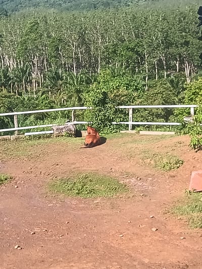The scene is set in Ban Tak Daet, Thailand. An auburn horse is resting on a grassy patch of land near a white, two-rail fence. Behind the fence, there are bushes and trees, and further in the background is a forest of tall, slender trees. The foreground is primarily dirt and sparse patches of grass. The overall view suggests a rural or agricultural setting.