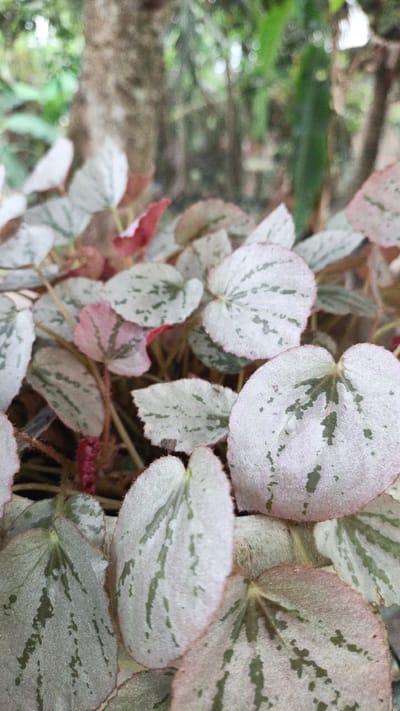The image is a close-up shot of a plant with heart-shaped leaves. The leaves are a pale, silvery-green with darker green markings in a vein-like pattern. The edges of the leaves have a reddish tint, and some of the newer leaves are a vibrant pink. The plant appears to be in a pot, though the pot is mostly obscured by the foliage. The background is blurred, showing hints of greenery and tree trunks, suggesting an outdoor or greenhouse environment. There are no people or animals visible in the image. The location of Palohlada, Indonesia is not depicted in the image, as the image focuses solely on the plant.