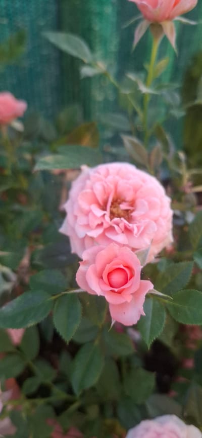 The image shows a close-up view of pink roses in bloom, with green foliage serving as the background. The roses are positioned in the foreground, with one larger, fully opened rose above a smaller, partially opened bud. The lighting suggests it is daytime, possibly outdoors, given the natural greenery. The background is a blurred green and teal, potentially indicating a garden setting or a fence with vegetation. There are no people or animals visible in the image. The scene appears to be in an outdoor garden environment, with the focus on the delicate petals of the roses.