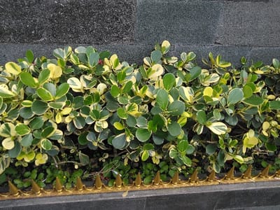 A close-up, ground-level view depicts a vibrant plant bed situated against a dark grey, textured wall in San Cristóbal, Costa Rica. The primary subject is dense, variegated foliage, characterized by numerous small, rounded leaves displaying a mottled pattern of dark green and bright yellow or lime green. These plants, possibly *Clusia rosea 'Nana'*, fill the mid-ground of the image. Below the dense foliage, a sparse layer of smaller green ground cover is visible, along with some exposed soil. In the immediate foreground, a dark grey horizontal base, likely concrete or stone, supports a continuous strip of decorative golden spikes, pyramid-shaped and pointed upwards, forming a protective or ornamental barrier for the plant bed. No individuals, animals, or specific actions are discernible within the frame.