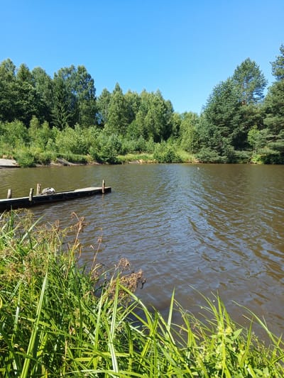 A serene, sunlit scene unfolds at a body of water, likely a lake or slow-moving river, bordered by a dense, verdant forest under a clear blue sky. In the foreground, tall, green reeds line the bank, swaying gently and casting shadows on the dark, rippling water. A weathered wooden pier extends into the water from the left, supporting two upright posts and a horizontal beam. Resting on the beam are two birds, one appears to be a duck or goose, the other is white with grey markings. The water surface exhibits small waves and reflections of the surrounding trees. The background consists of a thick, mixed forest with deciduous and coniferous trees. The overall impression is one of natural tranquility, a quiet outdoor location. The image is captured in Zheloba 2, Russia.