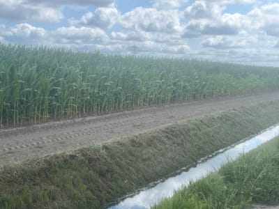 The image captures a rural scene in Luttelgeest, Netherlands, featuring a vast field of tall, green corn crops stretching towards the horizon under a partly cloudy sky. A dirt path, marked with tire tracks, runs alongside the cornfield. Adjacent to the path is a narrow, water-filled drainage ditch bordered by grassy banks. In the distance, a power pylon is visible. The overall environment is agricultural and appears to be a sunny day.