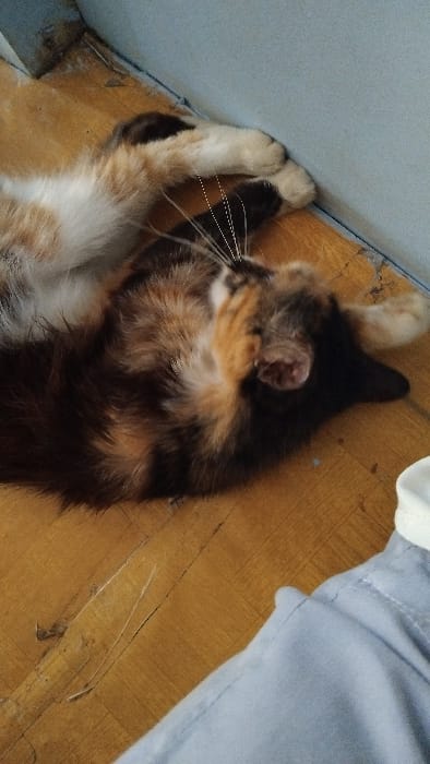 The image shows a calico cat lying on its back, its legs in the air, with its head turned to the right. The cat is lying on a wooden floor with a light blue wall in the background. The cat is in the bottom left corner of the image. The cat's fur is a mix of black, white, and orange. The cat's eyes are closed, suggesting it is asleep. In the right corner of the picture, a section of a light blue fabric is visible. The location of the image, as identified by the coordinates, is Kecamatan Panjalu, Indonesia.