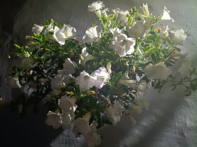 A close-up, high-angle shot captures a dense cluster of white petunias, some in full bloom and others as buds, against a textured, light gray background that appears to be a wall or stucco surface. The lighting creates a dramatic effect, with bright illumination from the top left casting shadows and highlighting the delicate petals and green foliage. A portion of the dark background is visible on the left side, contrasting with the lighter area. There are no people or any indication of the specific location being Litynia, Ukraine, or any other urban setting. The image focuses solely on the botanical subject.