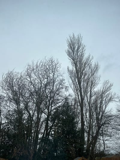The image displays an outdoor scene dominated by trees under an overcast sky, located in Easingwold, United Kingdom. The upper two-thirds of the frame feature a light grey, uniform sky. The lower third is filled with a dense composition of trees. Multiple deciduous trees are present, characterized by their bare, intricate branch networks, indicating a winter or early spring season. Specifically, several tall, slender, columnar trees with upward-reaching branches are prominent on the right side. To their left, a cluster of deciduous trees with a broader, more rounded canopy of bare branches is visible. Dark evergreen foliage is interspersed beneath and between the deciduous trees, particularly in the lower-middle and lower-right portions of the frame. A small segment of a light-colored wooden structure, possibly a fence top or shed roof, is visible at the very bottom-right edge. No individuals, animals, or specific activities are depicted.