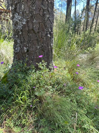 In San Mateo Ozolco, Mexico, a large tree trunk covered in lichen stands prominently in a grassy area with scattered purple flowers. The tree's rough bark is visible, with patches of gray-green lichen clinging to its surface. Surrounding the base of the tree is dense green grass, interspersed with small, delicate purple flowers that add touches of color to the scene. Further in the background, more trees and tall grasses create a natural, outdoor setting. The sunlight filters through the foliage, casting a dappled light on the ground and highlighting the textures of the bark and leaves.
