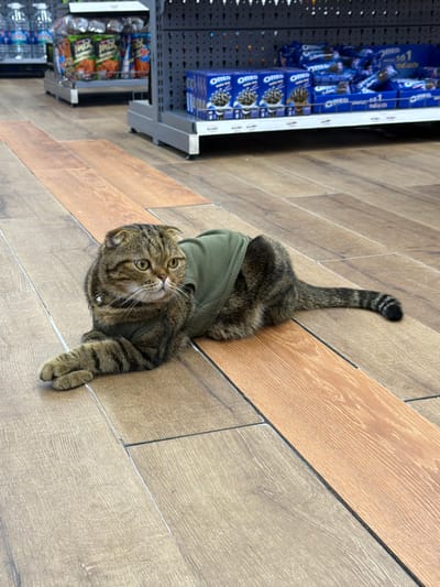 This image captures the interior of a commercial retail establishment, likely a supermarket or convenience store, situated in An Hải Ward, Vietnam. The central subject is a Scottish Fold cat, displaying brown and black tabby markings, lying prone on a light-colored, wood-patterned tile floor. The cat wears a ribbed, olive-green vest and a small, metallic bell is attached near its neck. Its front paws are crossed, and its gaze is directed towards the upper right quadrant of the frame.

In the background, to the left, a silver-colored metal shelving unit is visible, stocked with clear plastic bottles of water and various packaged snack items, including bags labeled "JACK." To the right, a dark gray metal shelving unit displays multiple blue packages and boxes of "OREO" brand cookies, with Vietnamese text "5+1" and "TẶNG" visible on some of the packaging. The shelves are fully stocked. No human figures are present in the frame. The lighting is consistent with an indoor commercial setting.