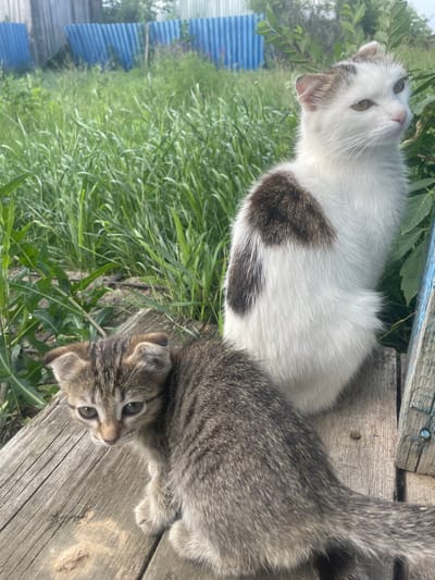 Two cats, an adult and a kitten, are perched on a weathered wooden surface outdoors. The adult cat, predominantly white with brown markings on its back and head, is positioned to the right, looking off-camera to the right. Its ears appear slightly misshapen. The kitten, a tabby with grey and brown stripes, is situated in the foreground to the left, looking directly at the camera with wide green eyes. It is crouched low on the wooden surface. The background consists of tall green grass and foliage, with a blue corrugated fence visible in the distance. The scene appears to be in a rural or semi-rural area, possibly a yard in the village of Linovka, Russia. The lighting suggests it is daytime.