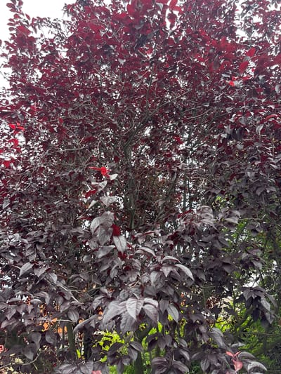 The image shows a view looking up into the dense canopy of a tree with dark red and purplish leaves, interspersed with some brighter red leaves. The leaves are pointed and appear to be ovate in shape. Thin branches crisscross the frame, creating a textured network. In the upper right portion of the image, a few bright green leaves are visible, suggesting that this tree may be a cultivar with a mix of leaf colors, or that another tree is partially visible. The sky, visible through the leaves in some areas, appears bright, indicating it is daytime. The overall impression is one of lush foliage, with the dark colors of the leaves creating a dramatic and somewhat moody effect. There is no visible text in the image. The setting is likely outdoors, in a location with trees. Given the location context of Dubovoye, Russia, this could be a park, garden, or natural landscape.