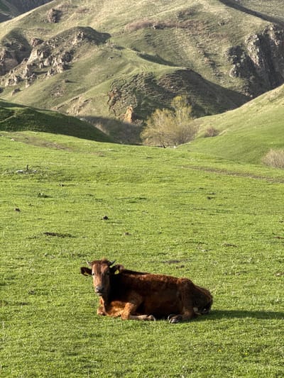 A brown cow with yellow ear tags is lying in a field of green grass. The field is part of a hillside landscape with areas of exposed rock and sparse vegetation. The location is Margahovit, Armenia.