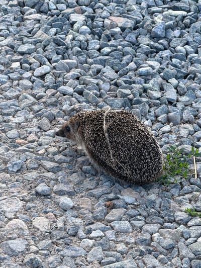 A close-up, high-angle shot shows a hedgehog on a gravel surface. The hedgehog is facing left and is mostly curled up, with its spines visible. A piece of thin, light-colored string is wrapped around its back. The gravel is a mixture of gray and blueish stones of various sizes, with some dirt and small green plants visible. The scene is outdoors, likely in an unpaved area. The location is identified as Pyachanki, Russia. There are no people or interactions depicted.