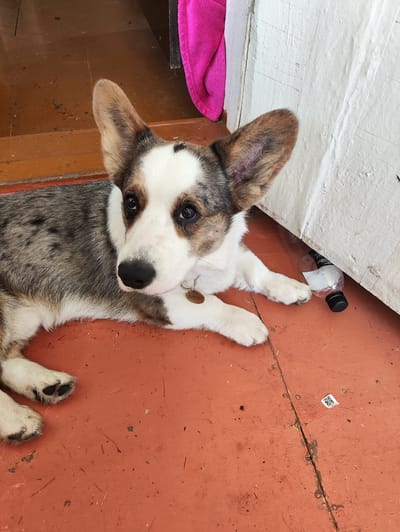 A tri-color corgi puppy with large ears and a white muzzle is lying on an orange-colored floor. The puppy has black and brown markings on its face and body, and a white chest. It is wearing a golden dog tag around its neck. To the right of the puppy, a clear plastic water bottle with a black cap is lying on its side. Behind the puppy, a portion of a wooden floor and a pink fabric are visible. The scene appears to be indoors, possibly in a room with a white-painted wall or door frame to the right. There is no indication of the location being in Vodorazdel, Russia.