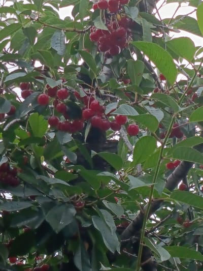 A close-up, vertical, medium shot captures a cherry tree laden with ripe, dark red cherries. The cherries are clustered on branches, some appearing plump and glossy, while others are slightly shadowed. Lush green leaves, some showing signs of water droplets, surround the fruit. The background is a bright, overcast sky, indicating an outdoor setting. The scene is likely in Kyzyl Suu, Kyrgyzstan, a region known for its natural beauty and agricultural produce, where such cherry trees are common in orchards or rural gardens. There are no people or animals visible in the image.