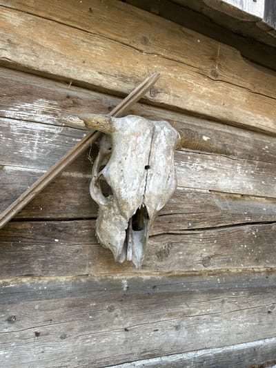A cow skull rests on a weathered wooden surface, likely a floor or table. The skull is aged and worn, with a light-colored exterior that shows patches of pinkish residue. It appears to be missing some of its teeth, and there is a small hole on the top of the skull. A thin, light-colored wooden stick lies diagonally across the skull and the surface. The wooden surface is made of several planks of varying widths, with visible grain, knots, and cracks, suggesting it is old and has been exposed to the elements. The planks are oriented diagonally across the frame. The lighting is even, and there are no strong shadows, indicating it might be overcast or indoors with diffuse lighting. The scene evokes a sense of rustic decay and abandonment. There is no visible text in the image.