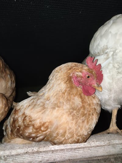 In Ternovka, Moldova, three chickens are visible. The most prominent chicken is in the foreground, facing left, with light brown and white feathers. It has a bright red comb and wattles, and its eye is open. Behind it, to the right, is a white chicken, mostly out of frame. To the far left, partially visible, is another chicken with light brown feathers. The chickens are resting on a textured, light-colored surface, possibly concrete, with horizontal ridging. The background is dark and appears to be a solid black material, possibly netting or fabric.
