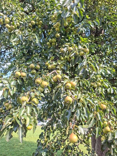 A pear tree heavily laden with ripe fruit is depicted in this close-up shot. The pears are a mix of green and golden hues, some appearing to be of the 'Williams Christ' variety due to their distinct shape and slight blush. They are clustered on branches, interspersed with lush green leaves, suggesting it is late summer or early autumn. The tree is situated outdoors, with a hint of a grassy lawn and some distant structures visible in the background, implying a garden or orchard setting. The lighting suggests a sunny day. The image does not contain any people or animals. This scene is consistent with a garden in Münster, Austria, known for its fruit-bearing trees.