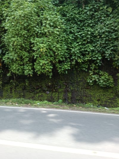 The image presents a roadside scene in Vieng Phouka, Laos, captured from a moving perspective. The upper two-thirds of the frame are dominated by a steep, densely vegetated embankment. This embankment features two main types of green foliage: lighter, small-leaved plants on the left, and darker, broad-leaved plants on the right, forming a continuous, lush canopy. Below the upper vegetation, a darker, possibly rocky or earthen wall is visible, heavily covered with vibrant green moss and interspersed with darker, wet-looking streaks or stains. Several dark, irregularly shaped stones are embedded within the moss-covered wall. Small, green ground cover plants grow along the immediate base of the embankment. The lower third of the image shows a light gray paved road, delineated by a prominent solid white line along the edge nearest the embankment. A fainter, less distinct white line is also visible further into the foreground. Multiple irregular, diffuse shadows are cast across the road surface. No individuals, vehicles, or specific actions are present in the scene.