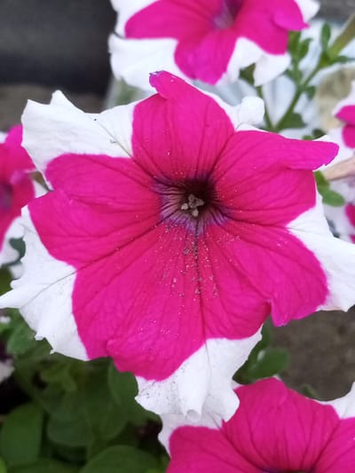 A close-up, vertical, eye-level shot focuses on a vibrant, magenta and white petunia flower, dominating the center of the frame. The flower exhibits a five-petaled bloom, with the inner portion a rich magenta and the outer edges a crisp white. Tiny specks of what appear to be pollen or dust are scattered across the magenta petals. The background is a soft blur of green foliage and hints of other flowers, suggesting a garden setting. The image is sharp and well-lit, highlighting the intricate details of the flower's texture and color. There are no people or animals present. The image does not contain any identifiable landmarks or elements that would specifically place it within the city of Ворошиловка, Kazakhstan.