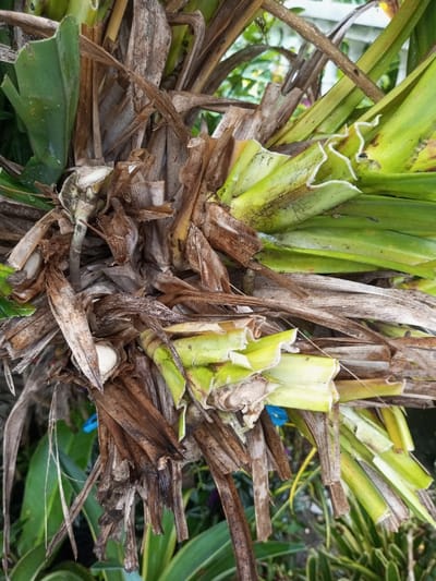 The image displays a close-up, overhead perspective of a dense cluster of plant material situated in Kotakonda, India. The central subject is an aggregation of intertwined plant leaves and fibrous sheaths. A significant portion consists of dried, brown, and decaying leaf sheaths, presenting shades from light tan to dark brown, which are layered and fragmented. Interspersed with these are sections of live, light to medium green leaves, some exhibiting yellowing at the edges, dark streaks, and curled or undulating margins. The cut or broken bases of several leaves, both green and desiccated, expose off-white, fibrous plant tissue. A small, partially obscured blue object, possibly a piece of string or plastic, is visible among the brown foliage. The background is blurred, showing additional green foliage and a white, lattice-like structure, consistent with an outdoor garden environment. No people, active interactions, or distinct actions are present.