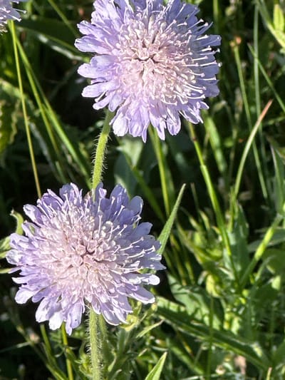 This is a close-up, eye-level shot of two light purple scabiosa flowers in a garden. The flowers are in focus, with their delicate petals and stamens clearly visible. The flower on the left is slightly out of focus, while the flower on the right is sharp and in the foreground. The background is composed of blurred green foliage, suggesting a natural outdoor setting. The lighting indicates it is daytime, with the sun casting light on the flowers and creating shadows. There are no people or visible text in the image. The overall mood is serene and natural, highlighting the beauty of the flowers. The location context provided is Le Sentier, Switzerland.