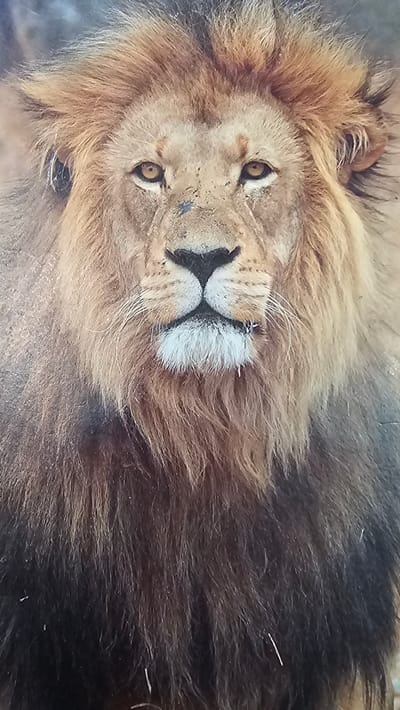 The image is a close-up portrait of a male lion, facing directly towards the camera. The lion has a prominent mane of golden-brown and black fur, which transitions to darker fur on its chest and lower body. Its eyes are amber-colored and appear to be looking intently. The lion's muzzle is black, with white whiskers and a white patch of fur below its lower lip. There are specks of dirt on its nose and forehead. The background is blurred and appears to be an outdoor, natural environment. This image is not associated with the city of Neu-Ulm, Germany.