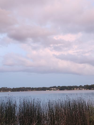 This is a photograph of Lake Virginia in Winter Park, Florida, USA. In the foreground, tall reeds and cattails grow along the shoreline. Beyond the reeds, the calm, light blue water of the lake extends to the horizon. Across the lake, a line of lush green trees forms the distant shoreline, with houses peeking through the foliage. A few boats are visible on the water, and the sky above is filled with soft, pastel-colored clouds, suggesting either sunrise or sunset. The overall scene is serene and tranquil.