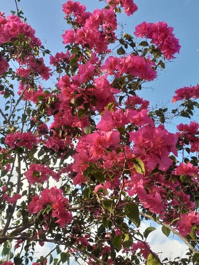 The image displays a bougainvillea plant featuring a dense canopy of vibrant fuchsia-pink bracts and dark green leaves, set against a clear, light blue sky with scattered white cumulus clouds. Visible throughout the foliage are dark brown, woody branches. The scene is illuminated by direct sunlight from an unspecified source, indicating daytime conditions. The perspective is a low-angle upward view through the plant's canopy. No human subjects, animals, or man-made objects are present within the frame. This scene is located in Keude Cunda, Indonesia.