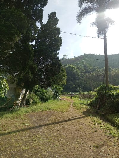 A rural scene unfolds with a weathered stone path leading towards a verdant hillside. Lush trees frame the left, partially obscuring a building. A tall palm tree stands on the right, its fronds backlit by the sun. Overgrown grass lines the path. The hill in the background features terraced fields or cultivation, completing the tranquil, natural setting.