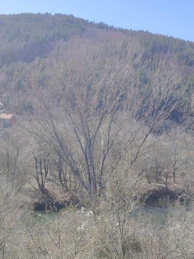 The image presents an elevated, wide view of a natural landscape in Vlado Trichkov, Bulgaria, under a clear, light blue sky. The scene is dominated by a forested mountain in the background, densely covered with dark green coniferous trees, appearing slightly muted by atmospheric haze. In the midground, numerous deciduous trees stand largely bare of leaves, their intricate branch networks prominent against the distant hillside, indicative of a late winter or early spring season. A particularly tall tree with light-colored bark is positioned centrally within this leafless canopy. To the lower-left midground, a section of a building with a distinct reddish-brown tiled roof is partially visible, indicating a structure within the village. The foreground is densely populated with leafless shrubs and branches, some bearing small clusters of white, fluffy seed material. A calm, greenish-brown body of water, consistent with a river or stream, flows through the lower midground, partially obscured by the immediate foreground vegetation. No individuals or active subjects are discernible in the frame.