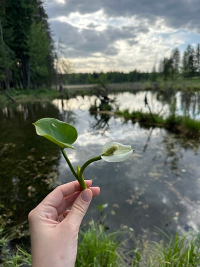 A hand holds a single water arum flower (Calla palustris) against a backdrop of a body of water. The water surface reflects trees and a cloudy sky. Green vegetation lines the water's edge on both sides. The photograph's composition suggests a natural setting, possibly a wetland or slow-moving river area, though there is no visual confirmation the photo was taken in Bormist, Russia.