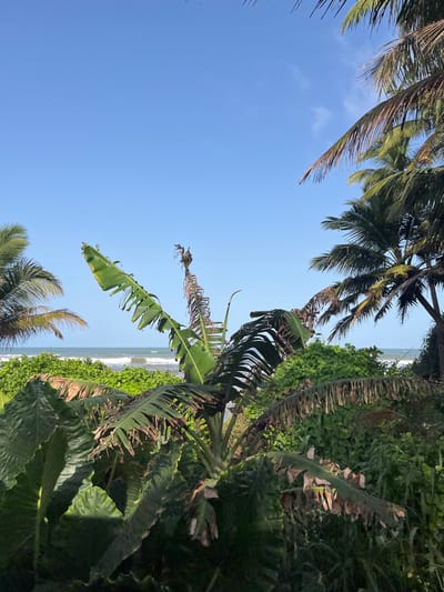 This image depicts a tropical scene with lush greenery in the foreground, including large, dark green leaves and a banana plant with both green and dry fronds. In the background, the ocean with small waves is visible under a clear blue sky with a few wispy clouds. Several palm trees are also present, with some fronds extending into the frame from the top. The overall impression is that of a coastal, natural environment, likely located in the city of Katukurunda, Sri Lanka, given the vegetation and proximity to the ocean. There are no people or animals visible in the image.