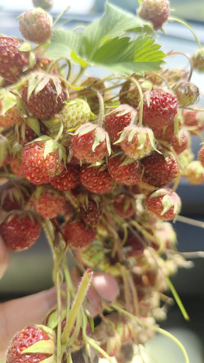 A close-up shot captures a bunch of wild strawberries with some leaves, held by a person's hand. The strawberries vary in ripeness, with some appearing red and ripe, while others are green and less mature. The image is taken outdoors, with a blurred background that suggests a natural setting possibly within the city of Pervomayskoye, Russia. The lighting indicates it is daytime, and the focus is sharply on the strawberries, highlighting their textured surface and small seeds.