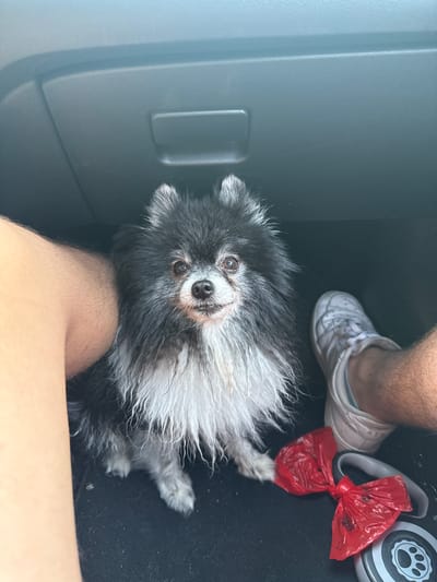 In this photograph, a small, fluffy dog with black and white fur is the central subject. The dog is positioned in what appears to be the interior of a vehicle, likely a car, given the presence of what looks like a car door panel on the left side of the frame and a black car floor mat. A person's legs and feet are also visible in the image; one leg, covered in light hair, is in the foreground, and a white sneaker is seen in the upper right quadrant. Next to the sneaker, a bright red plastic bag, tied in a knot, is lying on the car floor. This bag likely contains waste, possibly dog waste, given its context. The dog is looking directly at the camera with an attentive expression. The lighting suggests it is daytime, but no specific time or weather conditions can be determined. The overall scene is domestic and everyday, capturing a moment likely during travel with a pet. No visible text is present in the image.