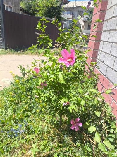 In the city of Malinovka, Kyrgyzstan, a bush with vibrant pink hibiscus flowers is growing next to a brick wall. The wall is made of red and grey concrete blocks. In the background, there is a brown fence and a multi-story building. A dirt path is visible in front of the fence. The vegetation around the hibiscus bush includes small yellow and blue flowers, as well as dry grass. The scene is bathed in sunlight, casting shadows on the ground and foliage.