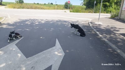 The image depicts an outdoor scene at a road intersection in Kamenar, Bulgaria. Two dogs are present on the asphalt road surface. One dog, a husky mix, is lying down to the left of the frame, facing forward. The other dog, a black and white mixed breed, is sitting to the right of the frame, facing left. White directional arrows are painted on the road. In the background, there is a grassy field, trees, and a blue sky. A red circular "no entry" sign is visible on a pole in the distance. The timestamp "15 юни 2026 г. 11:23 ч." is overlaid on the bottom right of the image, indicating the date and time as June 15, 2026, at 11:23 AM.