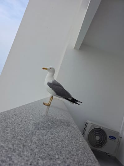 A seagull is perched on a grey, textured wall, possibly a building exterior. The bird, with white and grey plumage and yellow legs and beak, is facing downwards with its head slightly tilted. In the background, an outdoor air conditioning unit is mounted on a white wall. The unit is white with a round fan grille and has "Carrier Inverter" text printed on it. The scene suggests an outdoor setting, possibly on a balcony or porch, given the presence of the railing and the air conditioning unit. The lighting suggests it is daytime. The sky is visible in the lower left corner, appearing light blue. The image is taken from a low angle, looking up at the seagull and the air conditioning unit. The overall setting is simple and functional, with a focus on the bird and the architectural elements.