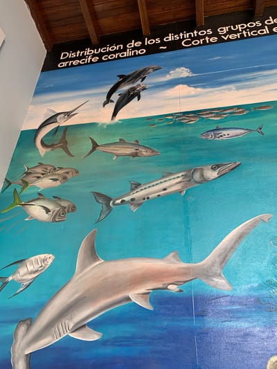 This is a photograph of a mural painted on a wall, likely in Boca del Río, Venezuela, depicting marine life in a coral reef ecosystem. The mural shows a variety of fish, including a hammerhead shark in the foreground, a barracuda, a marlin, and a school of smaller fish. Two dolphins are leaping out of the water at the top of the mural. The background features a blue sky with clouds and turquoise water, suggesting a vibrant underwater scene. Text in Spanish at the top of the mural reads, "Distribución de los distintos grupos del arrecife coralino. Corte Vertical e." The artwork is detailed and colorful, aiming to educate viewers about the diversity of life in a coral reef. The mural appears to be well-preserved, though the lighting in the photograph suggests it is an indoor or shaded outdoor location.