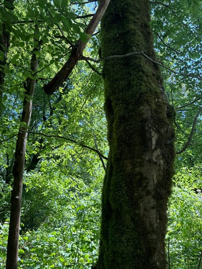 The image captures an upward view into a dense forest canopy, likely in Khleborob, Russia, on a bright day. The primary subject is a very large tree trunk, heavily covered in vibrant green moss, extending horizontally across the middle of the frame. Its rough texture is visible, with some patches of lighter bark peeking through the moss.

Above and below this dominant trunk, numerous smaller branches, some bare and some adorned with fresh green leaves, crisscross the scene. The overall impression is one of lush, verdant foliage, with sunlight filtering through the leaves, creating varying shades of green and highlighting the intricate patterns of the canopy. Patches of clear blue sky are visible through gaps in the leaves, indicating fair weather. The light suggests it is daytime, possibly late morning or early afternoon.

No people or animals are visible, and there is no discernible activity taking place. The scene conveys a sense of natural tranquility and the immersive beauty of a forest environment. There is no visible text in the image.
