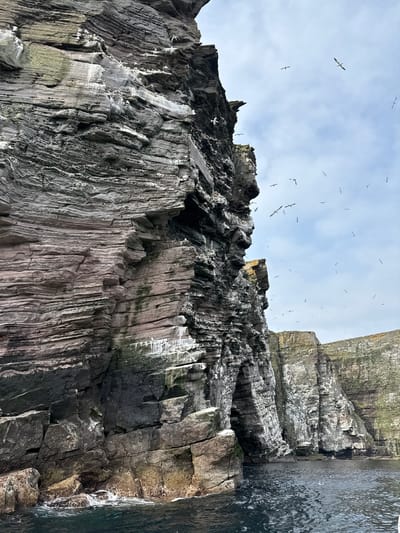 The image shows a dramatic coastal cliff face in Shetland, United Kingdom, composed of layered, weathered rock. The cliff is very tall and sheer, with visible striations and a rough, eroded texture. Patches of green moss and lichen cling to the rock in places, and guano from seabirds is evident as white streaks. Numerous seabirds, likely gannets or similar species, are seen perched on ledges and flying in the sky above and around the cliffs. The water below is dark and choppy, indicating a rough sea. In the distance, more cliffs can be seen, also populated by seabirds. The sky is overcast with some patches of blue peeking through. The overall impression is one of a remote, wild, and rugged natural landscape teeming with wildlife.
