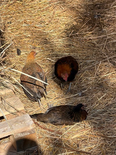 Three chickens are resting on a bed of straw in Vybolovo, Russia. One chicken, facing away from the camera, has golden-brown and black plumage. Another chicken is facing the camera, with its head down, showing reddish-brown and black feathers. The third chicken is lying down, facing right, and is predominantly dark brown with some reddish-brown coloration on its neck. The ground is covered in dry straw, and there are a few pieces of weathered wood visible in the lower left corner. The scene is illuminated by sunlight, creating shadows on the straw.