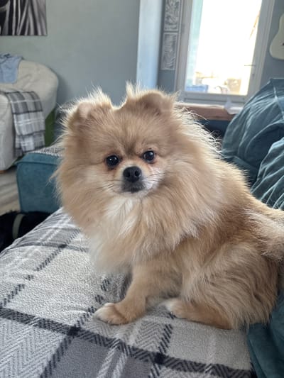 A light brown Pomeranian dog is sitting on a grey and black checkered blanket. The dog is facing the camera with its head slightly tilted. Its fur is fluffy, and its eyes are dark and round. In the background, a teal sofa is visible. To the left of the dog, a white armchair with a grey and white striped throw is partially visible. Behind the armchair, a wall painted a light blue color is present. Further in the background, a window shows a bright outdoor scene, with sunlight streaming through. The overall environment suggests an indoor domestic setting.