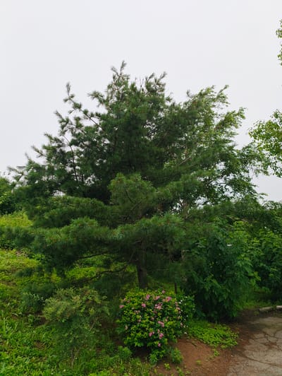 The image depicts an outdoor scene dominated by lush greenery under an overcast sky. A large evergreen tree, likely a pine, stands prominently in the center, its dark green needles contrasting with the lighter green foliage of surrounding deciduous trees and bushes. In the foreground, a small bush with delicate pink flowers adds a touch of color. The ground is covered in grass and soil, with a section of cracked asphalt visible on the right, suggesting the presence of a path or road. The overall impression is one of a natural setting, possibly a park or garden area. There are no people or animals visible in the image. The specific location in the city of Devjatyj Val, Russia, is not determinable from the visual information present in the image.
