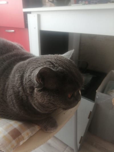 A fluffy, grey British Shorthair cat is lying down, looking to the right. The cat's fur is short and dense, with subtle tabby markings. Its ear is visible, and its eye is a distinct orange color. The cat is resting on a light-colored cushion with a subtle yellow and white checkered pattern. In the background, there is a white shelf unit with a drawer. To the left, a pink cabinet with silver handles is partially visible. The overall scene appears to be indoors, suggesting a domestic setting within a home. There is no indication of the location being in the city of Achinsk, Russia.