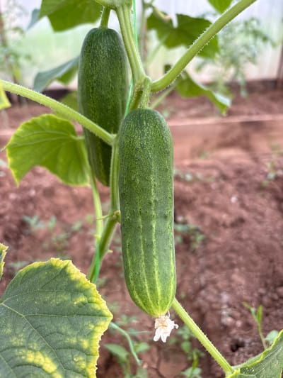 Two cucumbers hang from a vine in a greenhouse. The cucumber in the foreground is longer and thicker than the one behind it. Both cucumbers are green with light green stripes. The vine is green and hairy. There are green leaves on the vine, one of which has yellow edges. The ground in the background is brown and covered with dirt. The image was taken in the city of Bratsk, Russia.