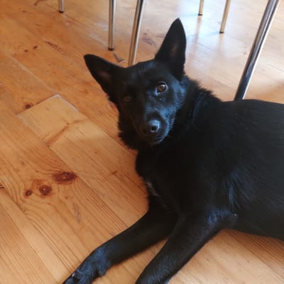 A black dog is lying on a wooden floor in Vasil'evskoe, Russia. The dog is looking up at the camera with its ears perked. The wooden floor has a natural wood grain and appears to be a light brown color. There are some chair legs visible in the background, indicating the presence of furniture. The lighting in the image is natural, casting soft shadows. The overall scene is domestic and relaxed.