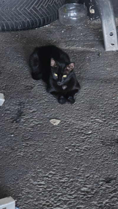 A black cat with yellow eyes is lying on asphalt in Ataşehir, Turkey. The cat is curled up, resting on its side with its belly exposed. The asphalt is dark gray and textured, with some small white specks scattered across it. To the left of the cat, there is a black tire, a clear plastic bottle, and a metal object, possibly part of a vehicle or a piece of discarded machinery. The bottle appears to contain some green material, perhaps grass or leaves. A small, light-colored piece of debris lies on the asphalt to the right of the cat. The scene appears to be outdoors, possibly in an urban or industrial area, given the presence of asphalt and discarded items. There is no clear indication of the time of day or weather conditions. The cat's posture suggests it is relaxed and comfortable in its surroundings.