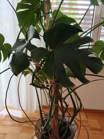 A close-up shot focuses on the leaves and aerial roots of a large Monstera plant in a white pot. The plant is positioned indoors, near a window with horizontal blinds, suggesting a bright but indirect light source. A sheer white curtain is visible on the left side, adding to the indoor setting. The wooden floor beneath the pot indicates a domestic or office environment. The plant's large, dark green leaves, characteristic of a Monstera Deliciosa, are prominent, with some showing fenestrations (natural splits). Several brown, woody aerial roots hang down from the plant, creating a complex network around the main stem, which is supported by a coir-covered pole. The lighting suggests it is daytime, likely morning or afternoon, due to the natural light filtering through the blinds. No people are visible in the frame. The overall scene evokes a sense of indoor greenery and a well-established houseplant. There is no visible text in the image.